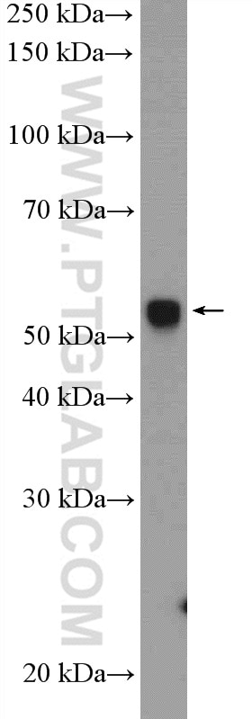 Western Blot (WB) analysis of mouse pancreas tissue using NONO Polyclonal antibody (11058-1-AP)