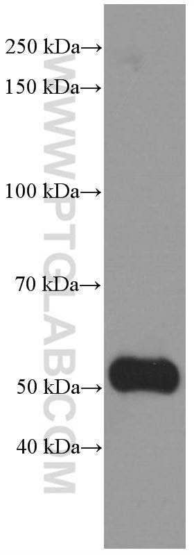 Western Blot (WB) analysis of mouse skeletal muscle tissue using NONO Monoclonal antibody (66361-1-Ig)