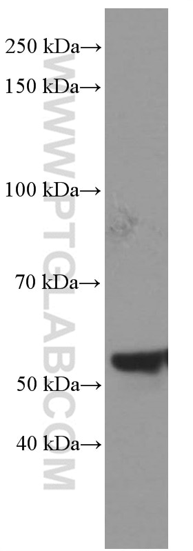 Western Blot (WB) analysis of C2C12 cells using NONO Monoclonal antibody (66361-1-Ig)