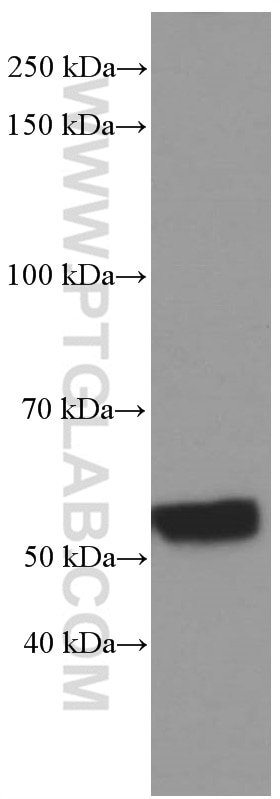 Western Blot (WB) analysis of ROS1728 cells using NONO Monoclonal antibody (66361-1-Ig)