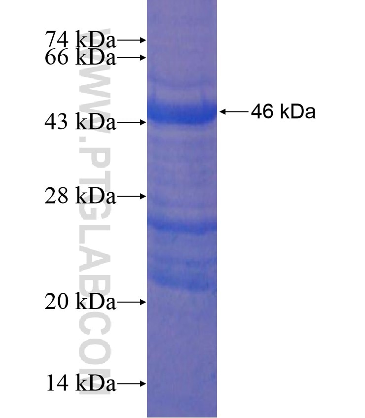 NONO fusion protein Ag17609 SDS-PAGE