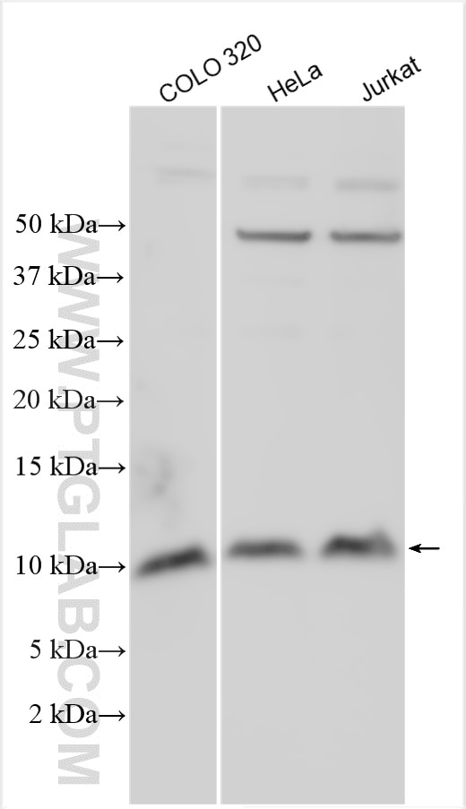 Western Blot (WB) analysis of various lysates using NOP10 Polyclonal antibody (22769-1-AP)
