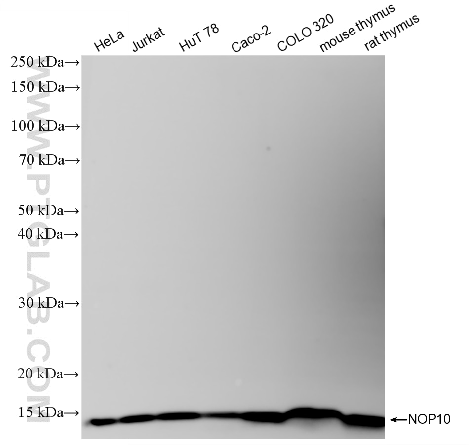 Western Blot (WB) analysis of various lysates using NOP10 Recombinant monoclonal antibody (87529-1-RR)
