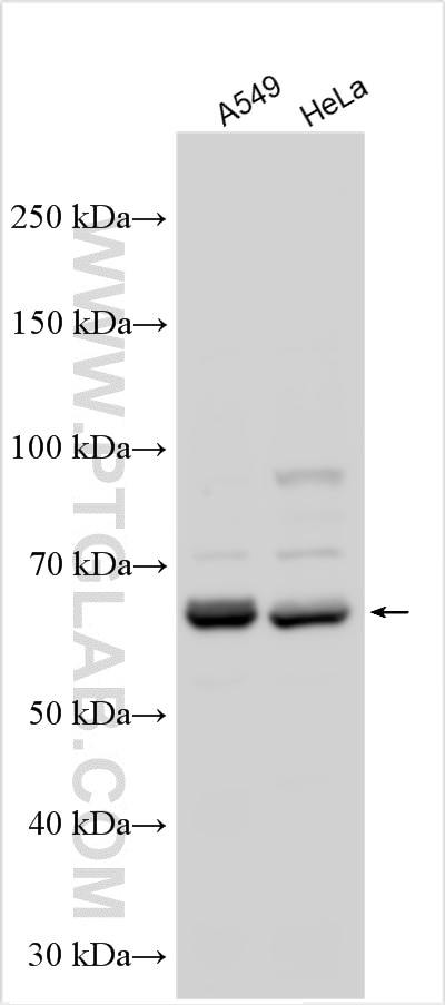 Western Blot (WB) analysis of various lysates using NOP56 Polyclonal antibody (18181-1-AP)