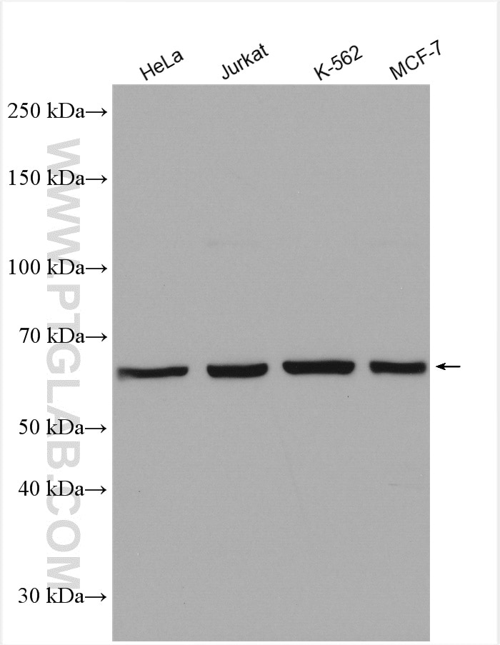 Western Blot (WB) analysis of various lysates using NOP58 Polyclonal antibody (14409-1-AP)