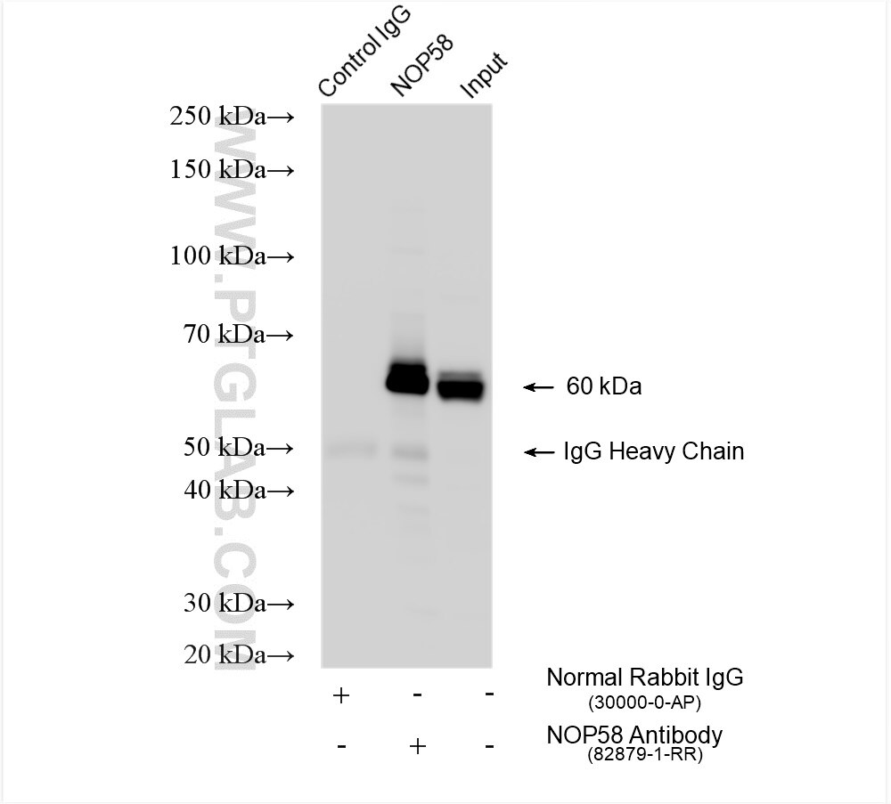 Immunoprecipitation (IP) experiment of HeLa cells using NOP58 Recombinant antibody (82879-1-RR)