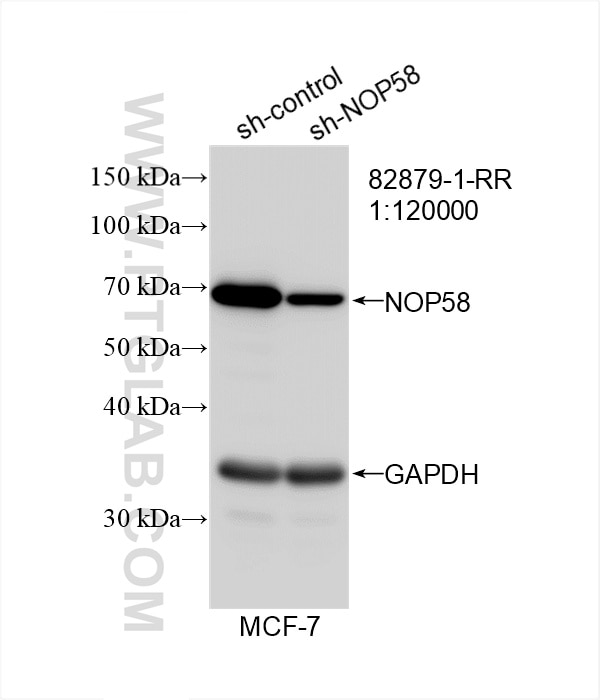 Western Blot (WB) analysis of MCF-7 cells using NOP58 Recombinant antibody (82879-1-RR)