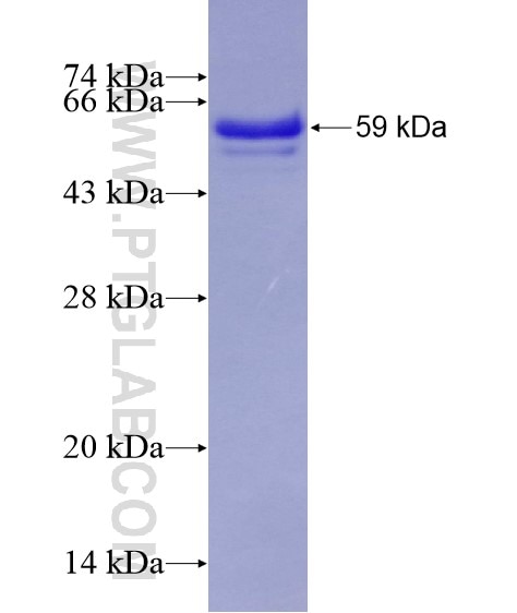 NOS1 fusion protein Ag28910 SDS-PAGE