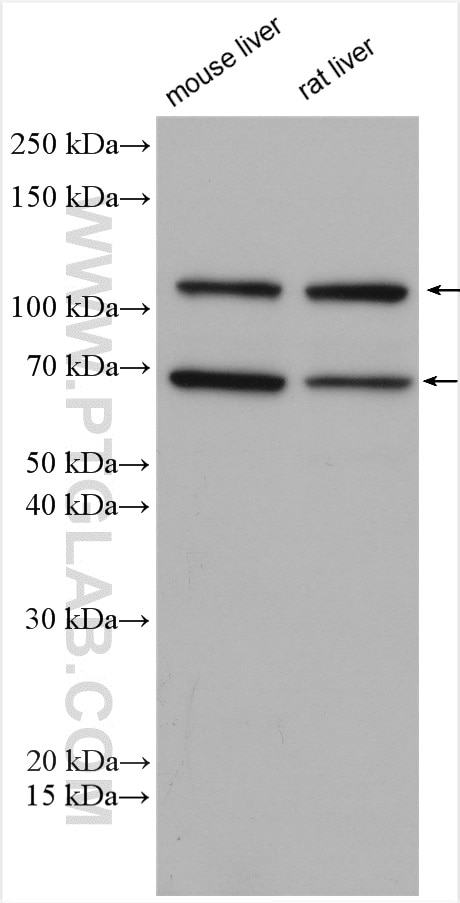 Western Blot (WB) analysis of various lysates using iNOS Polyclonal antibody (18985-1-AP)