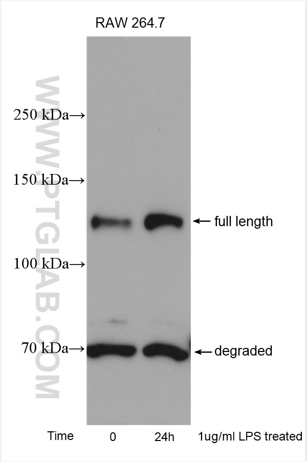 Western Blot (WB) analysis of various lysates using iNOS Polyclonal antibody (22226-1-AP)