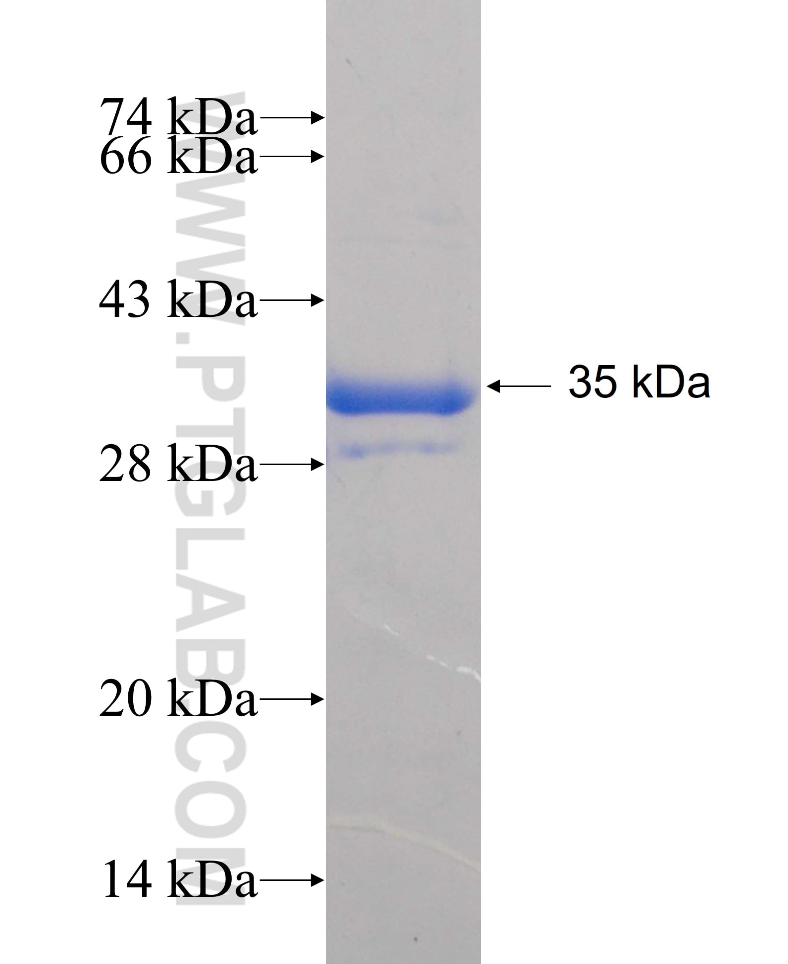 NOS2 fusion protein Ag25101 SDS-PAGE