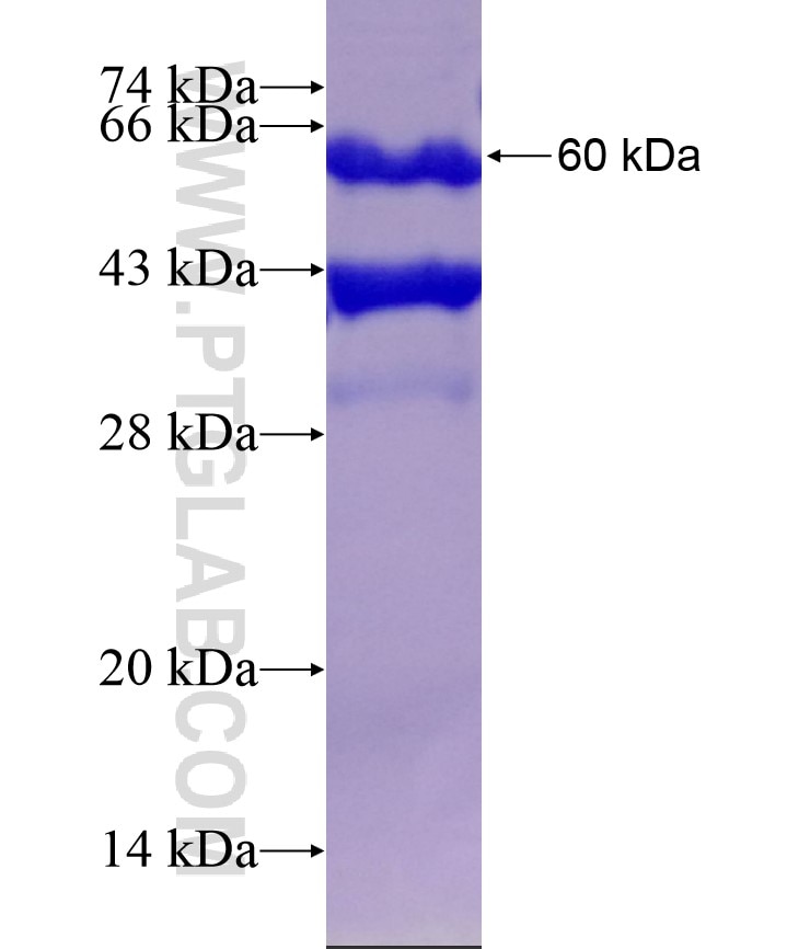 NOS2 fusion protein Ag17567 SDS-PAGE