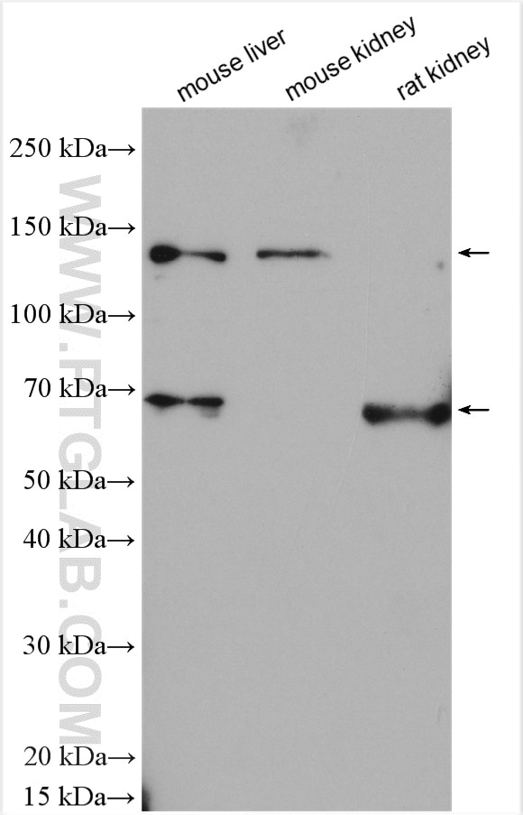 Western Blot (WB) analysis of various lysates using eNOS Polyclonal antibody (27120-1-AP)