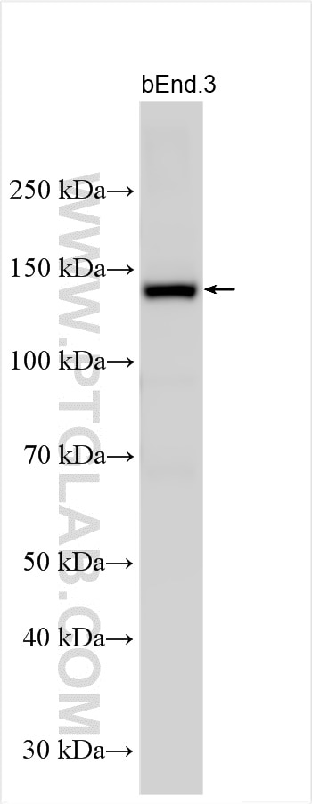 Western Blot (WB) analysis of various lysates using eNOS Polyclonal antibody (27120-1-AP)