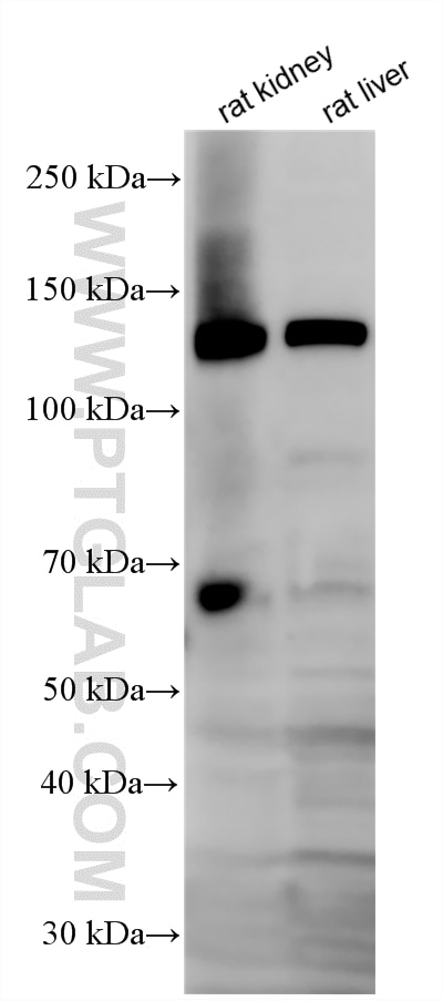 Western Blot (WB) analysis of various lysates using eNOS Recombinant monoclonal antibody (85020-4-RR)