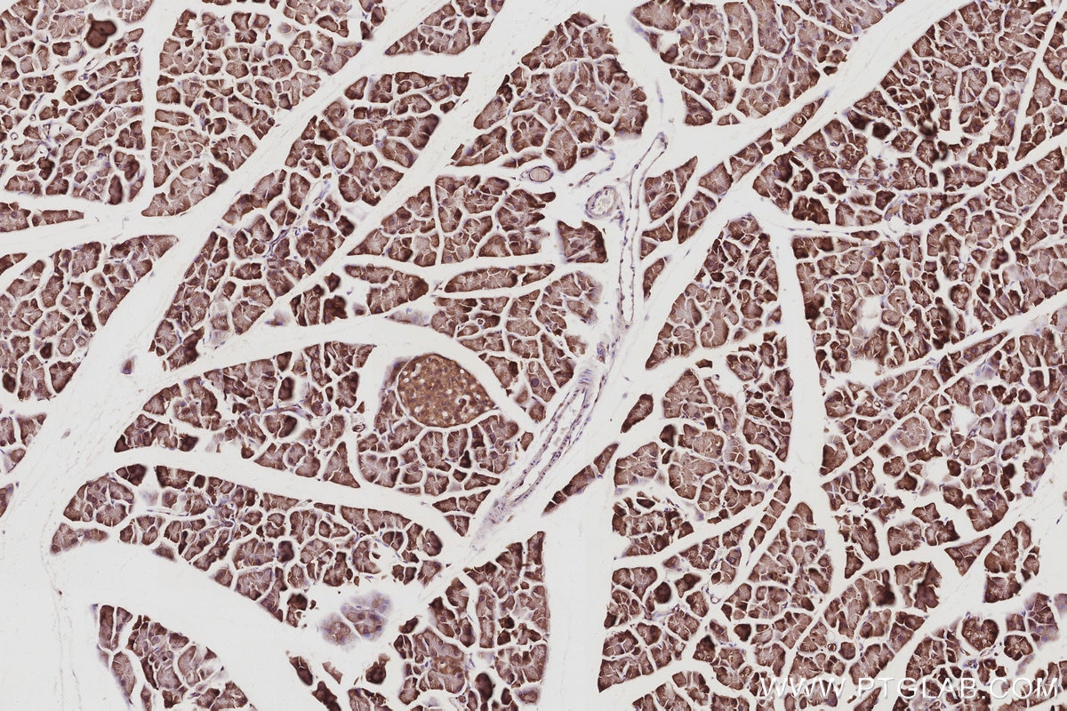 IHC staining of mouse pancreas using 27979-1-AP Immunohistochemistry (IHC) staining of mouse pancreas tissue using NOSIP Polyclonal antibody (27979-1-AP)