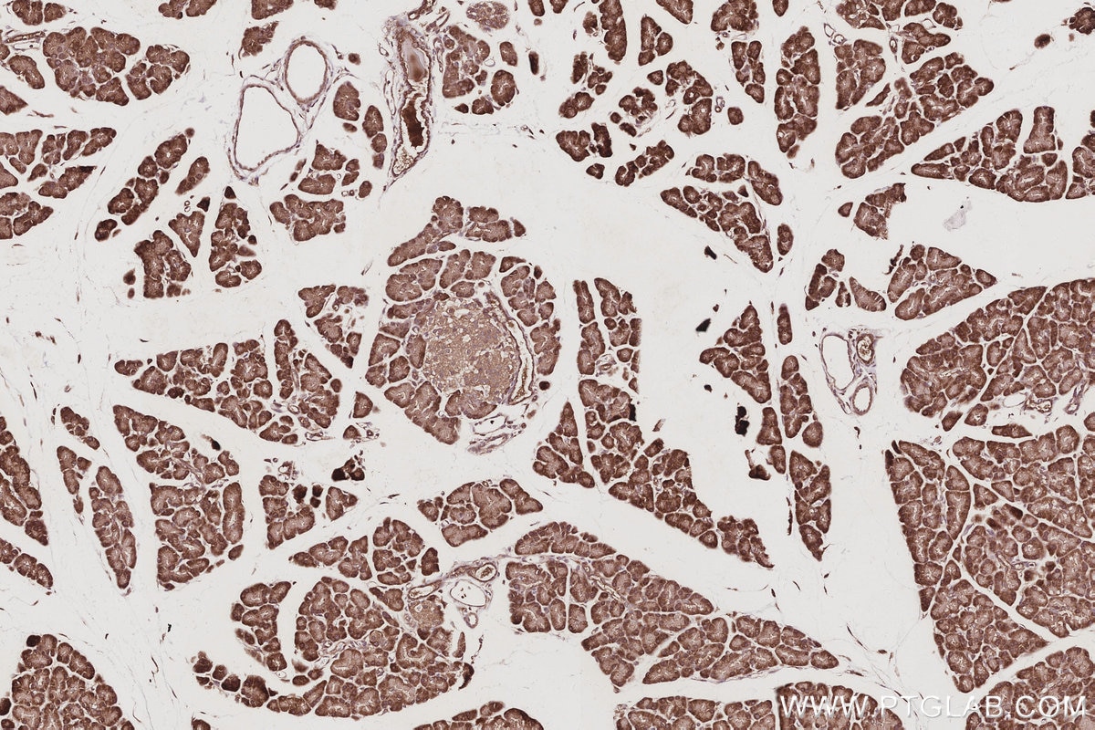 IHC staining of rat pancreas using 27979-1-AP Immunohistochemistry (IHC) staining of rat pancreas tissue using NOSIP Polyclonal antibody (27979-1-AP)
