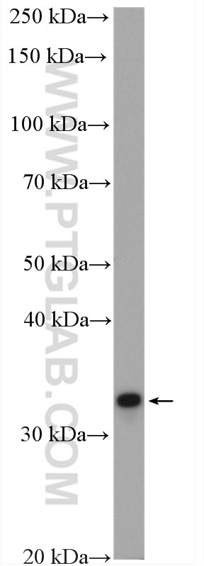 Western Blot (WB) analysis of A431 cells using NOSIP Polyclonal antibody (27979-1-AP)