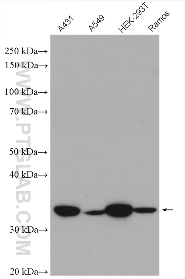 Western Blot (WB) analysis of various lysates using NOSIP Polyclonal antibody (27979-1-AP)