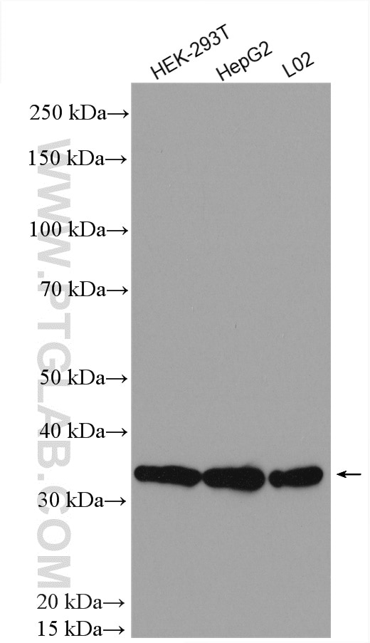 Western Blot (WB) analysis of various lysates using NOSIP Polyclonal antibody (27979-1-AP)