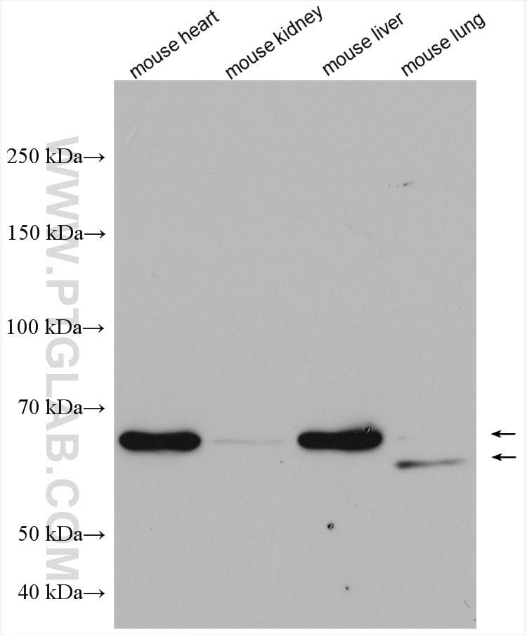 Western Blot (WB) analysis of various lysates using NOSTRIN Polyclonal antibody (20116-1-AP)