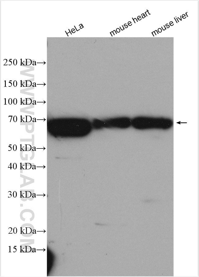 Western Blot (WB) analysis of various lysates using NOSTRIN Polyclonal antibody (20116-1-AP)