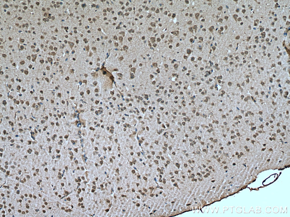 IHC staining of mouse brain using 20687-1-AP