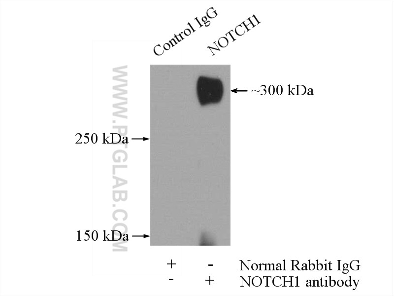 NOTCH1 Polyclonal antibody