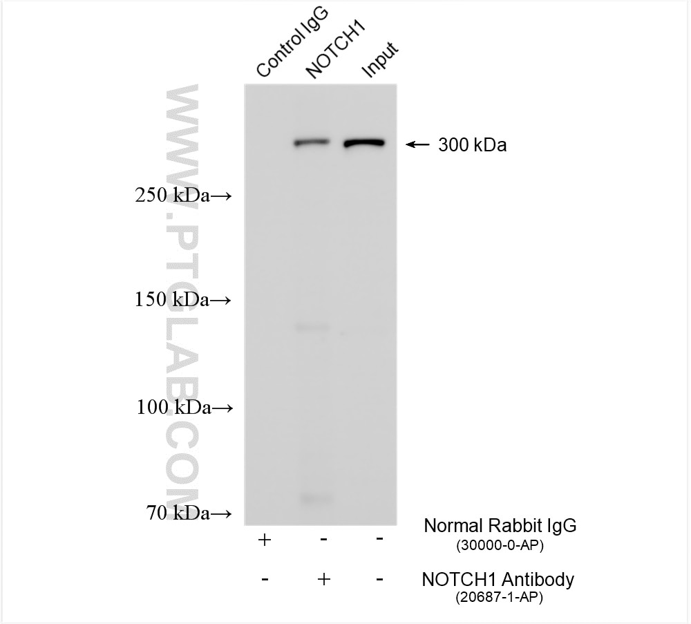 Immunoprecipitation (IP) experiment of HepG2 cells using NOTCH1 Polyclonal antibody (20687-1-AP)