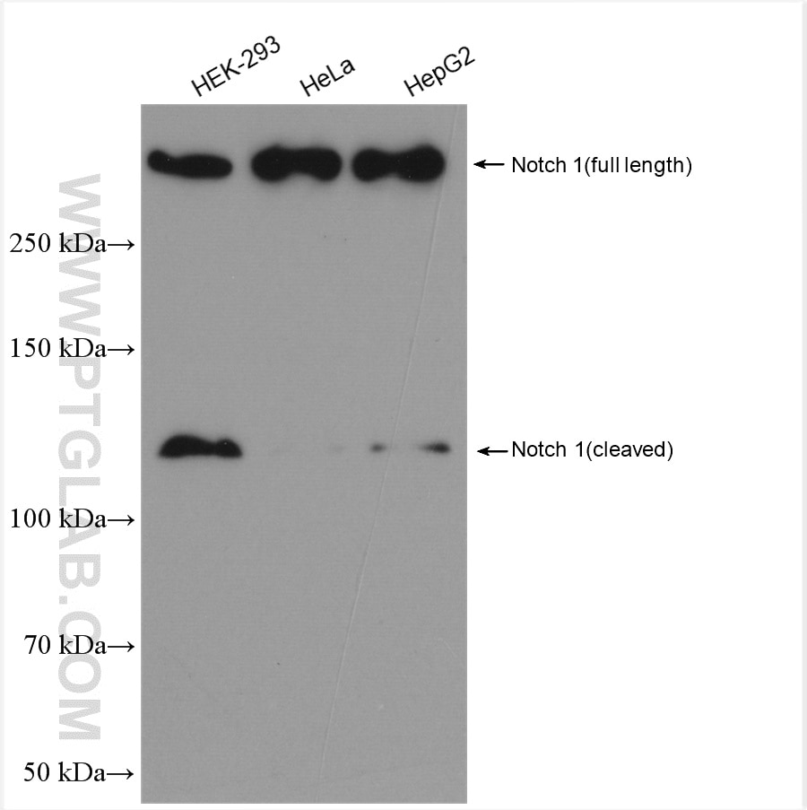 Western Blot (WB) analysis of various lysates using NOTCH1 Polyclonal antibody (20687-1-AP)