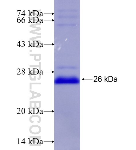NOTCH1 fusion protein Ag28356 SDS-PAGE