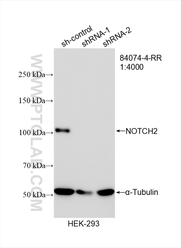 Western Blot (WB) analysis of HEK-293 cells using NOTCH2 Recombinant antibody (84074-4-RR)