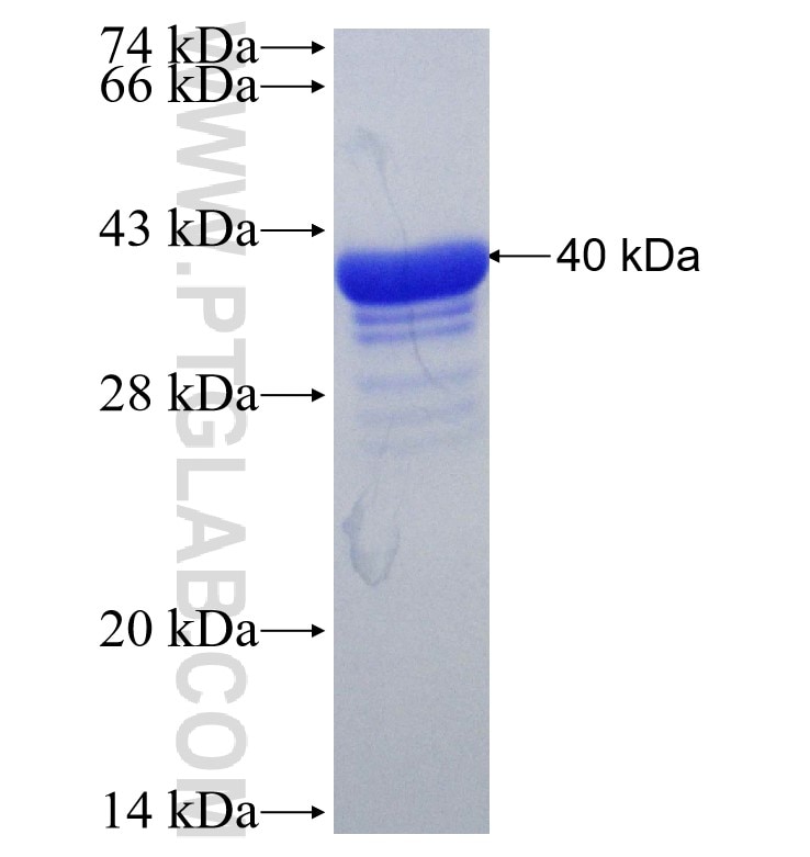 NOTCH2 fusion protein Ag29413 SDS-PAGE