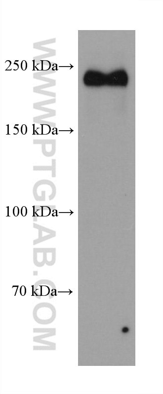 Western Blot (WB) analysis of U-87 MG cells using NOTCH2/NOTCH2NL Monoclonal antibody (68212-1-Ig)