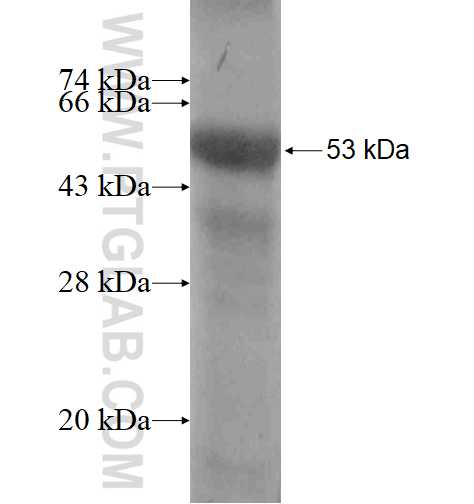 NOTCH2 fusion protein Ag1679 SDS-PAGE