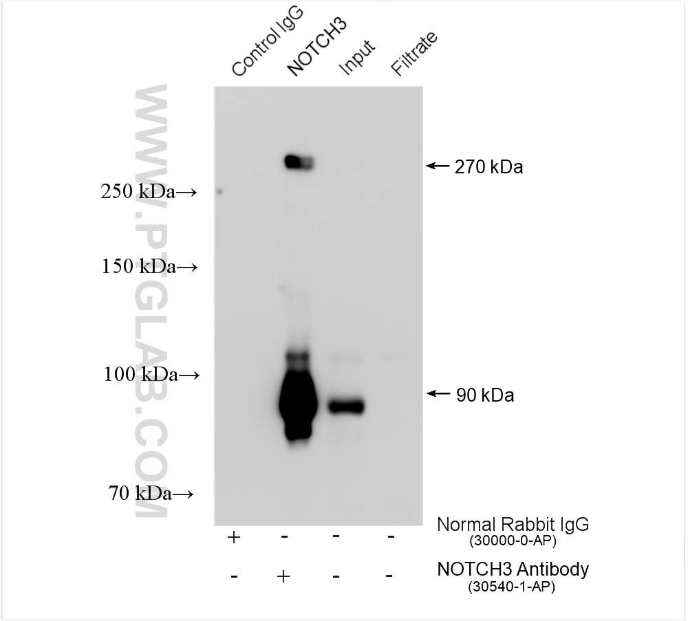 Immunoprecipitation (IP) experiment of HeLa cells using NOTCH3 Polyclonal antibody (30540-1-AP)