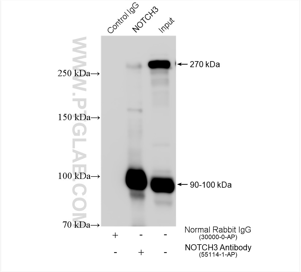 Immunoprecipitation (IP) experiment of HeLa cells using NOTCH3 Polyclonal antibody (55114-1-AP)
