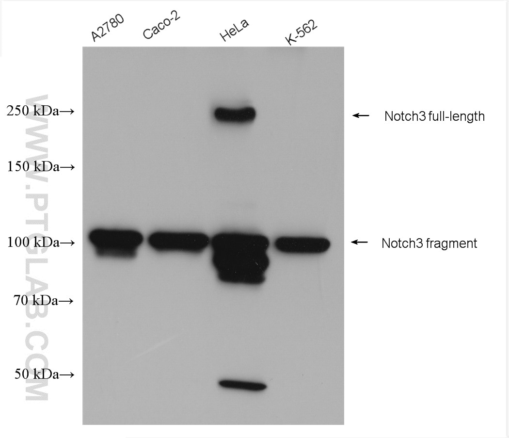 Western Blot (WB) analysis of various lysates using NOTCH3 Polyclonal antibody (55114-1-AP)
