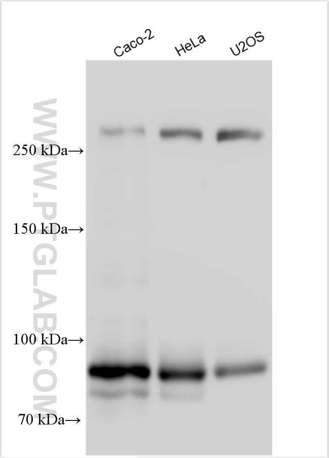 Western Blot (WB) analysis of various lysates using NOTCH3 Polyclonal antibody (55114-1-AP)