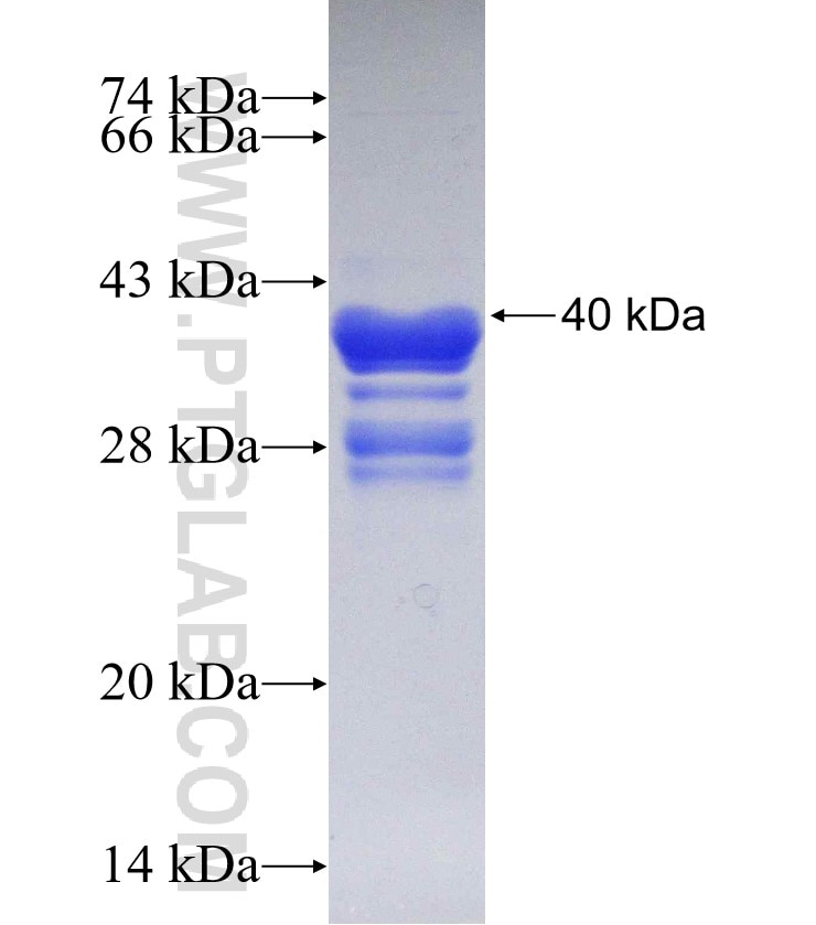 NOTCH3 fusion protein Ag30242 SDS-PAGE