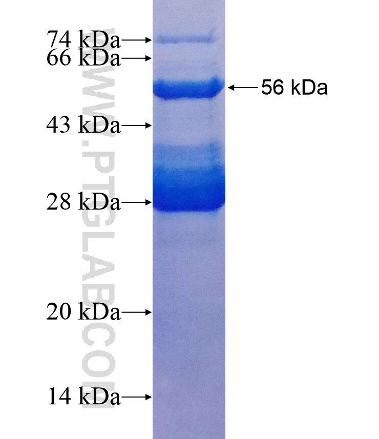 NOTCH4 fusion protein Ag18066 SDS-PAGE