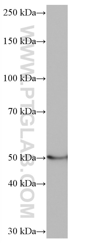 Western Blot (WB) analysis of HepG2 cells using NOTUM Monoclonal antibody (66956-1-Ig)