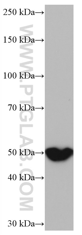 Western Blot (WB) analysis of MCF-7 cells using NOTUM Monoclonal antibody (66956-1-Ig)