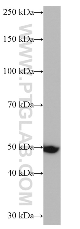Western Blot (WB) analysis of T-47D cells using NOTUM Monoclonal antibody (66956-1-Ig)