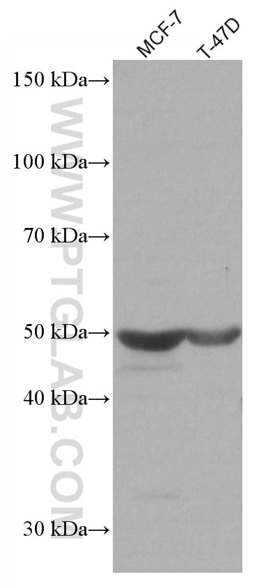 Western Blot (WB) analysis of various lysates using NOTUM Monoclonal antibody (66956-1-Ig)