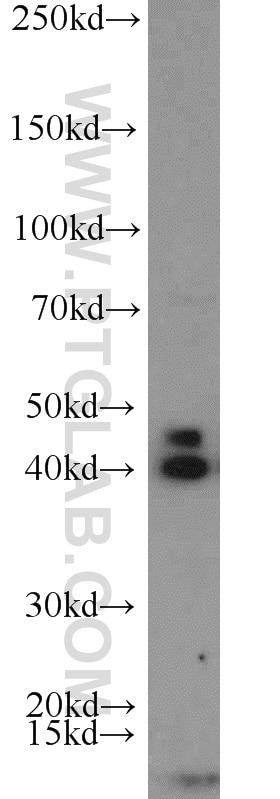 Western Blot (WB) analysis of mouse liver tissue using CCN3 Polyclonal antibody (55449-1-AP)