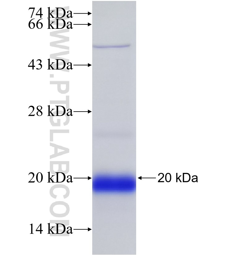 NOV fusion protein Ag30138 SDS-PAGE