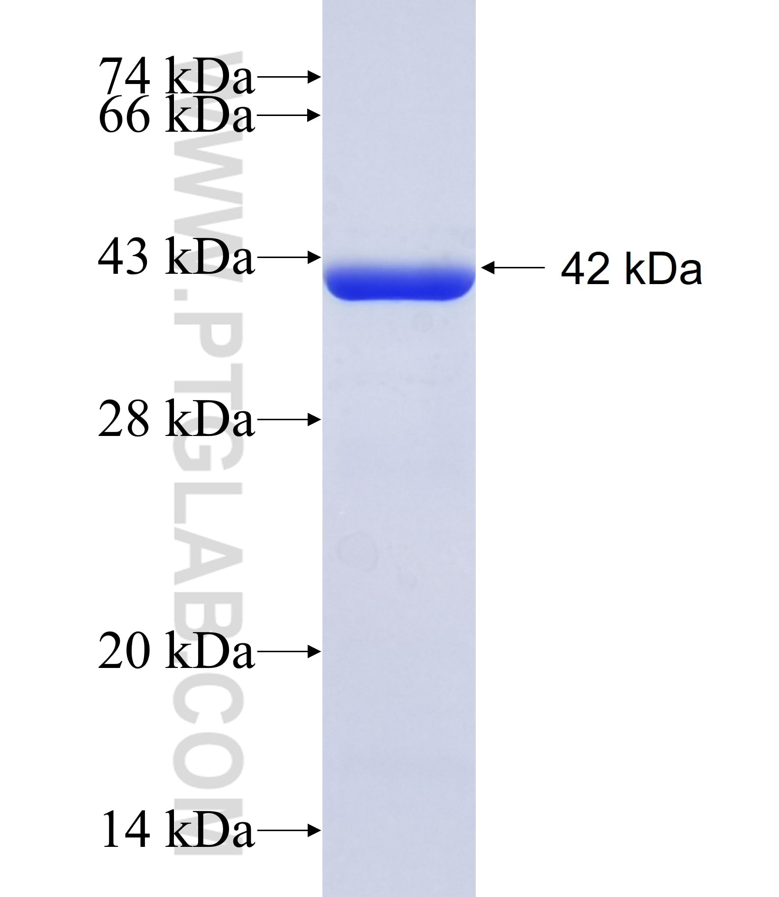 NOVA1 fusion protein Ag34700 SDS-PAGE NOVA1 fusion protein Ag34700 SDS-PAGE