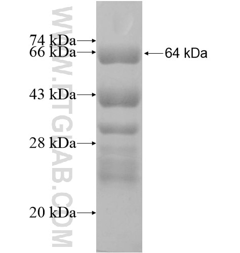 NOVA1 fusion protein Ag12866 SDS-PAGE