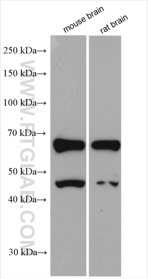 Western Blot (WB) analysis of various lysates using NOVA2 Polyclonal antibody (55002-1-AP)